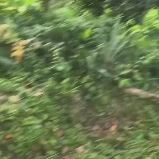 fallback text for a video