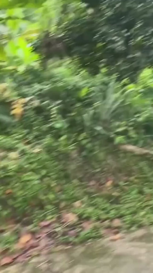 fallback text for a video